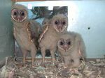 4. Barn Owl Nestlings