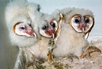 3. Barn Owlets