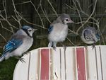 5. Blue Jay - Juvenile Gang