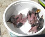 8. Carolina Wren Nestlings