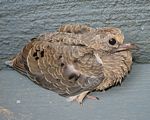 12. Dove Mourning Fledgling