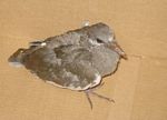 13. Dove Whitewing Fledgling