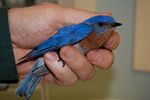 14. Eastern Bluebird