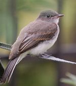 15. Eastern Phoebe