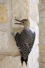 18. Gold Fronted Woodpecker