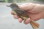 19. Great Crested Flycatcher