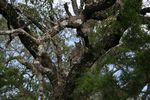 23. Great Horned Owl - After Release