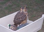 21. Great Horned Owl - Before Release