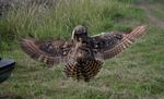 22. Great Horned Owl - Release