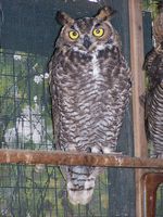 20. Great Horned Owl