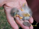 24. Green Heron Hatchling