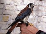 2. American Kestrel