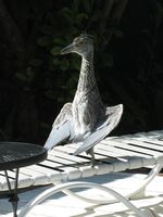 26. Night Crested Black Heron Juvenile By Pool