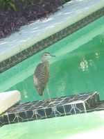 27. Night Crested Black Heron Juvenile Visiting Swimming Pool