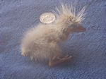 29. Night Heron Hatchling