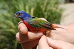 30. Painted Bunting