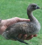 32. Pied-billed Grebe