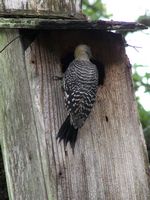 33. Red Bellied Woodpecker