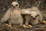 34. Red Shoulder Hawk Nestlings