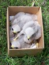 35. Red Shoulder Hawk Nestlings