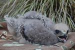 37. Redtail Hawk Nestling