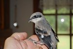 43. Shrike Juvenile