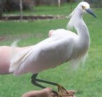 44. Snowy Egret