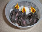 50. Starling Nestlings