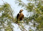 51. Swainson Hawk Released