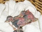 54. Woodpecker Nestlings