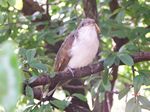 56. Yellow Billed Cuckoo Released